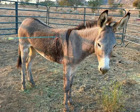 Wild Ass Healing Following Newest Projectile Strike on Free-Roaming Asses in California